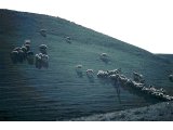 A shepherd leads his sheep in search for pasture in the Judean wilderness.